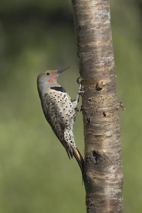 Framed Print : Northern Flicker (Colaptes auratus) Framed Print : Northern Flicker (Colaptes auratus)