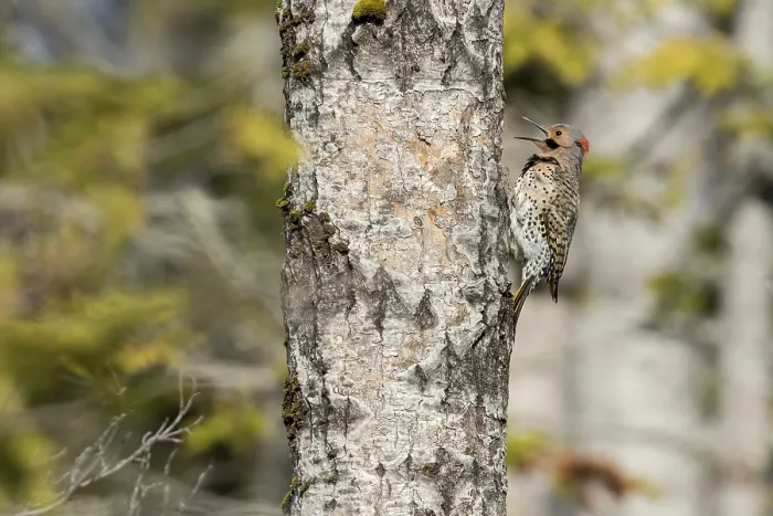 Framed Print : Northern flicker at nest entrance (Colaptes auratus)