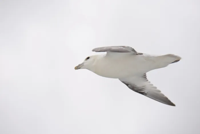 Framed Print : Northern fulmar, Fulmarus glacialis