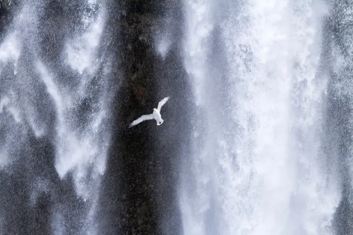 Framed Print : Northern Fulmar (Fulmarus glacialis) flying in front of waterfall