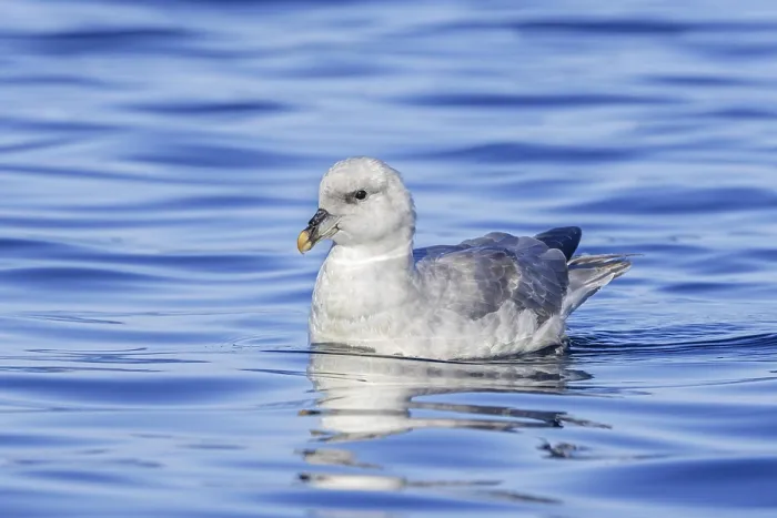 Framed Print : Northern fulmar (Fulmarus glacialis) light Framed Print : Northern fulmar (Fulmarus glacialis) light