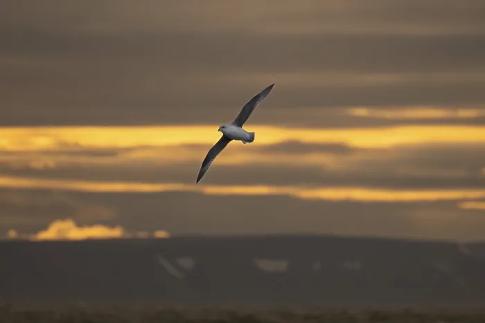 Framed Print : Northern fulmar, sea near Boltodden
