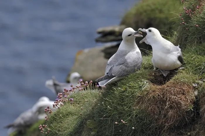 Framed Print : Northern Fulmars (Fulmarus glacialis) Framed Print : Northern Fulmars (Fulmarus glacialis)