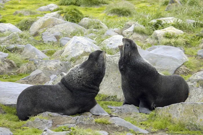 Framed Print : Northern Fur Seal (Callorhinus ursinus)