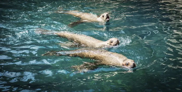 Framed Print : Three Northern fur seals (Callorhinus ursinus) in water Framed Print : Three Northern fur seals (Callorhinus ursinus) in water