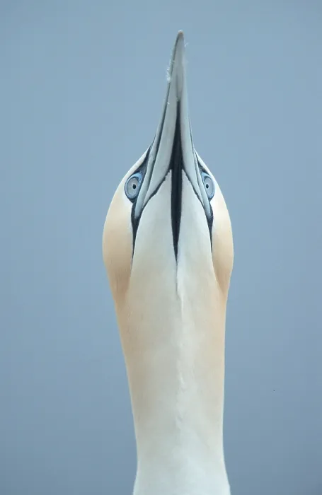 Framed Print : Northern Gannet, courting, Bass Rock