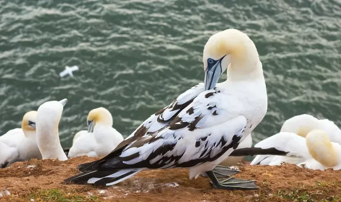 Framed Print : Northern gannet (Morus bassanus) Framed Print : Northern gannet (Morus bassanus)