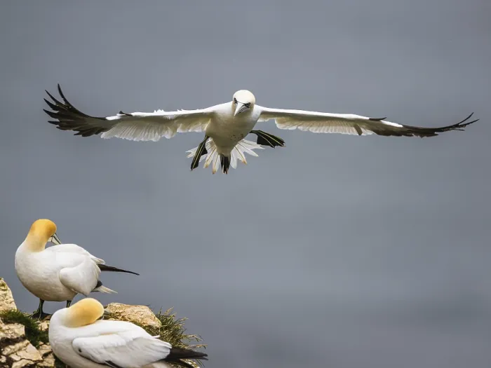 Framed Print : Northern Gannet, Morus bassanus Framed Print : Northern Gannet, Morus bassanus