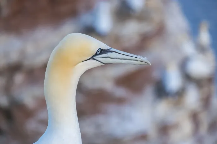Framed Print : Northern gannet (Morus bassanus)