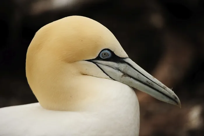 Framed Print : Northern Gannet (Morus bassanus)
