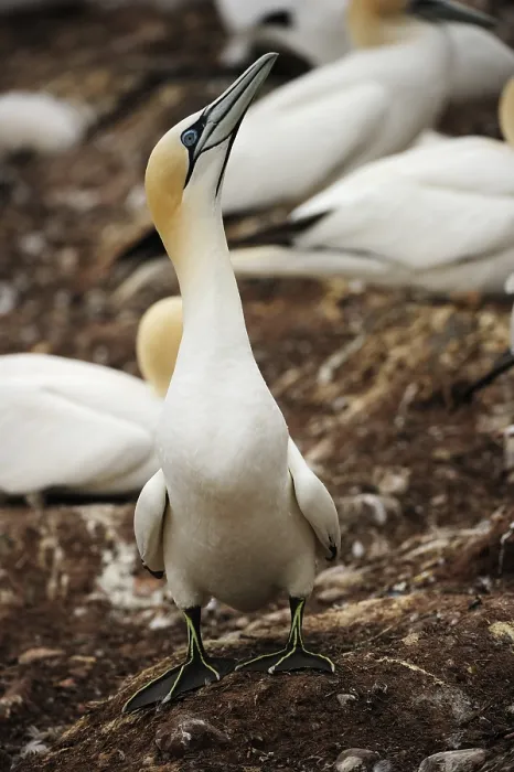 Framed Print : Northern Gannet (Morus bassanus)