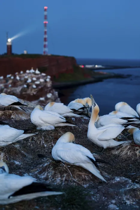 Framed Print : Northern gannet (Morus bassanus)