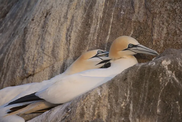 Framed Print : Northern gannet (Morus bassanus) Framed Print : Northern gannet (Morus bassanus)