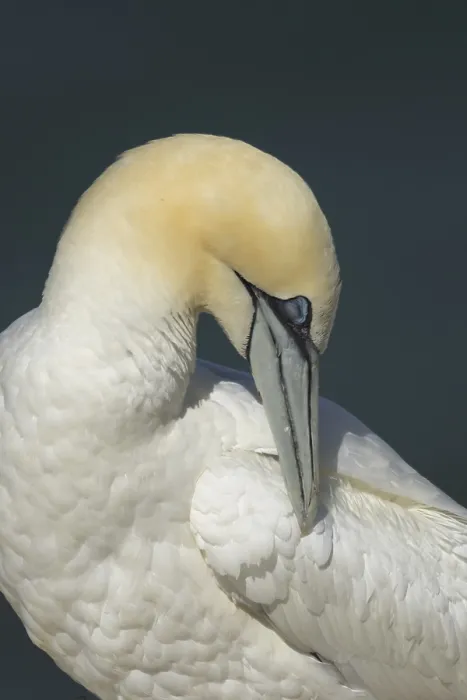 Framed Print : Northern gannet (Morus bassanus) adult sea bird preening its wing feathers Framed Print : Northern gannet (Morus bassanus) adult sea bird preening its wing feathers