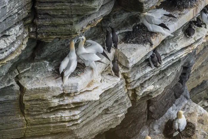 Framed Print : Northern gannet (Morus bassanus) in a breeding colony Framed Print : Northern gannet (Morus bassanus) in a breeding colony