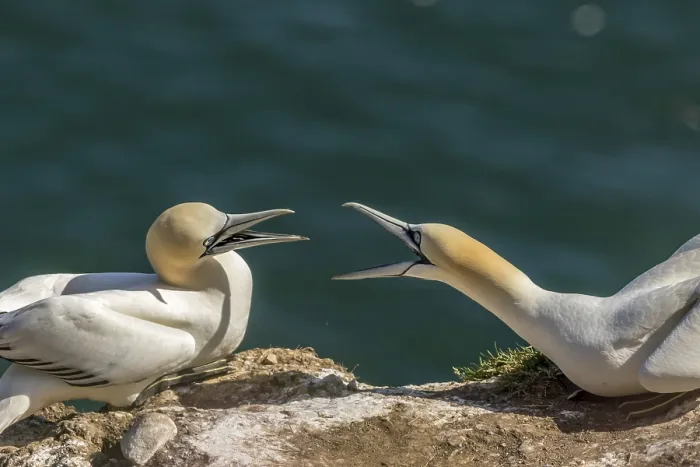 Framed Print : Northern gannet (Morus bassanus) on the cliff edge