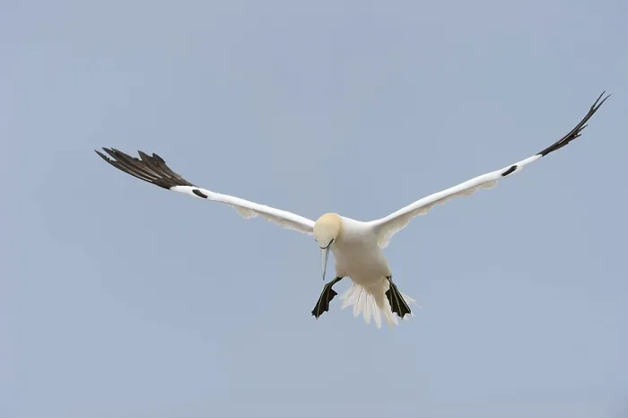 Framed Print : Northern Gannet (Morus bassanus) in flight Framed Print : Northern Gannet (Morus bassanus) in flight