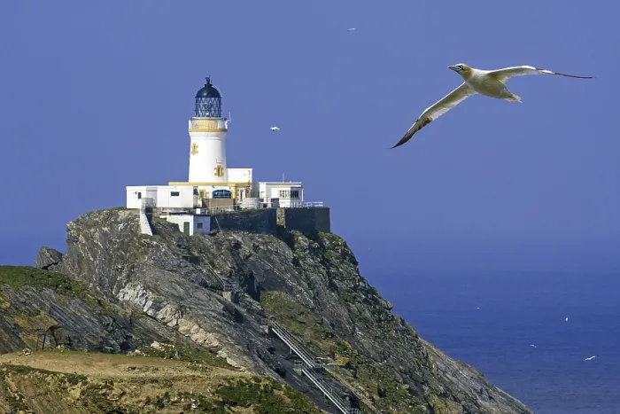 Framed Print : Northern gannet (Morus bassanus) in flight and Muckle Flugga lighthouse
