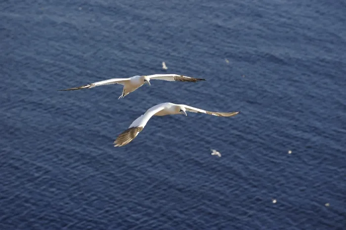 Framed Print : Northern Gannet (Morus bassanus) flying over the North Sea