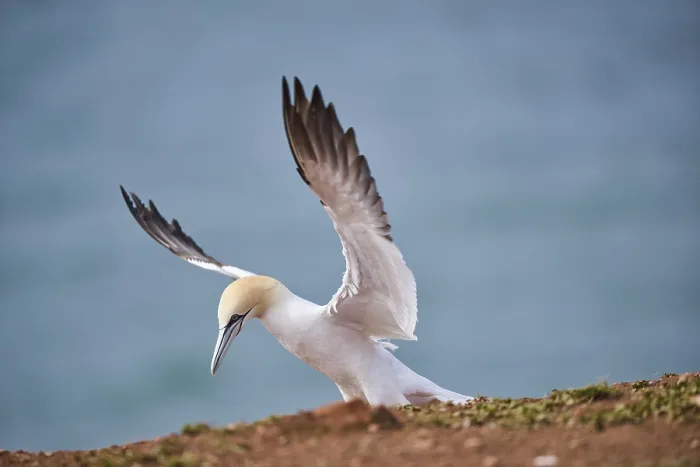 Framed Print : Northern gannet (Morus bassanus) flying over the sea