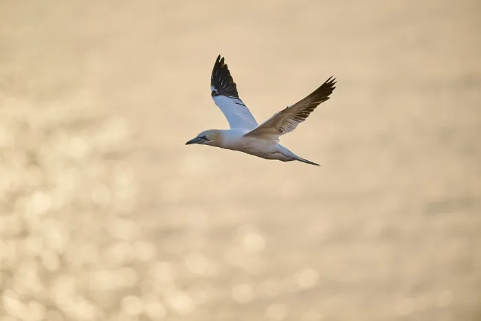 Framed Print : Northern gannet (Morus bassanus) flying over the sea at sunset Framed Print : Northern gannet (Morus bassanus) flying over the sea at sunset
