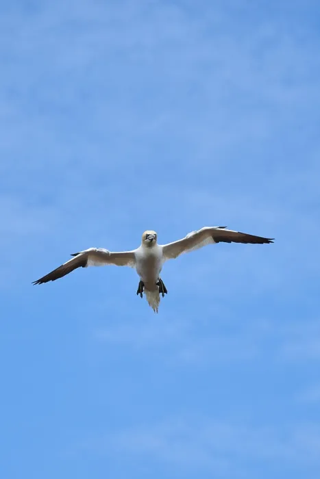 Framed Print : Northern gannet (Morus bassanus) flying in the sky Framed Print : Northern gannet (Morus bassanus) flying in the sky