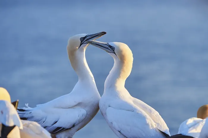 Framed Print : Northern gannet (Morus bassanus) greet each other with their beaks