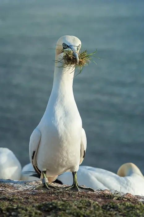 Framed Print : Northern Gannet (Morus bassanus) with nesting material in its beak Framed Print : Northern Gannet (Morus bassanus) with nesting material in its beak
