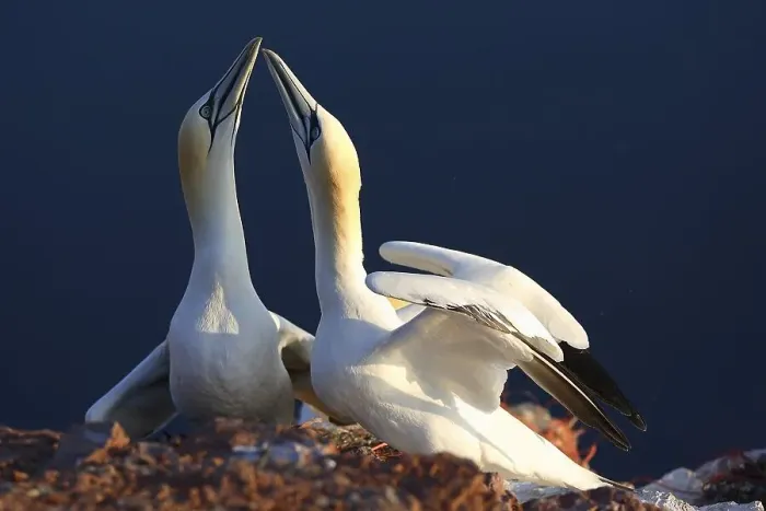 Framed Print : Northern gannet (Sula bassana) Framed Print : Northern gannet (Sula bassana)
