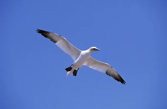 Framed Print : Northern gannet (sula bassana)