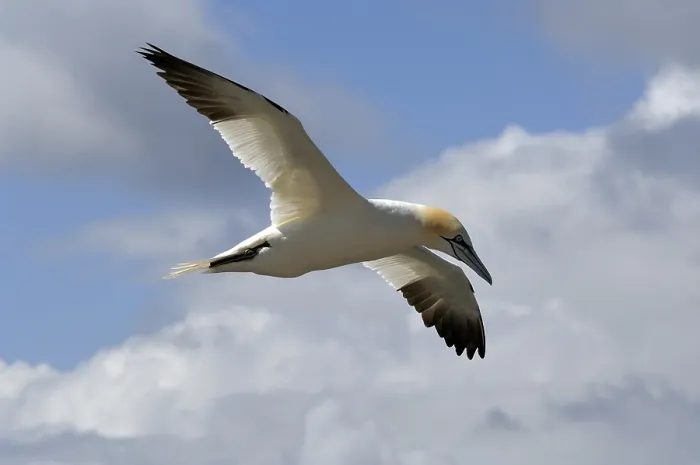 Framed Print : Northern Gannet (Sula bassana) in flight Framed Print : Northern Gannet (Sula bassana) in flight