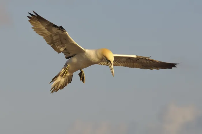 Framed Print : Northern Gannet (Sula bassana) in flight