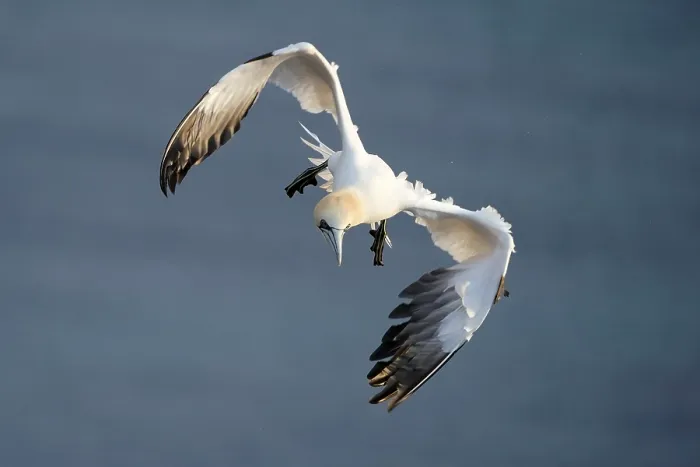 Framed Print : Northern gannet (Sula bassana) in flight