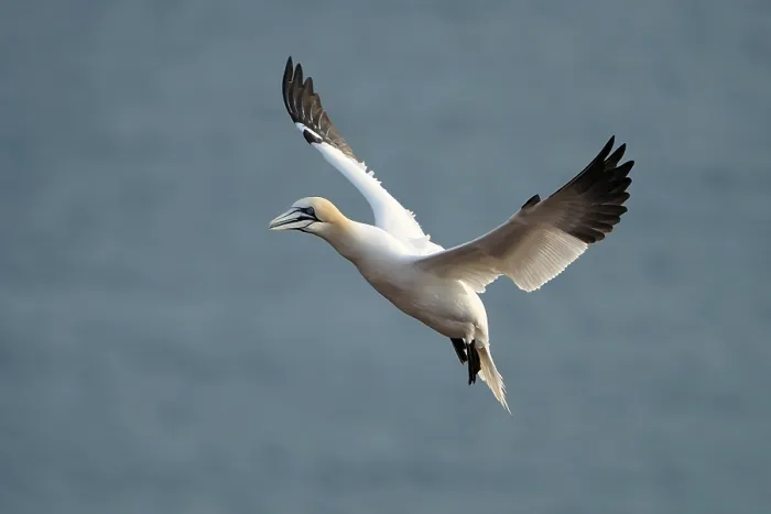 Framed Print : Northern gannet (Sula bassana) in flight