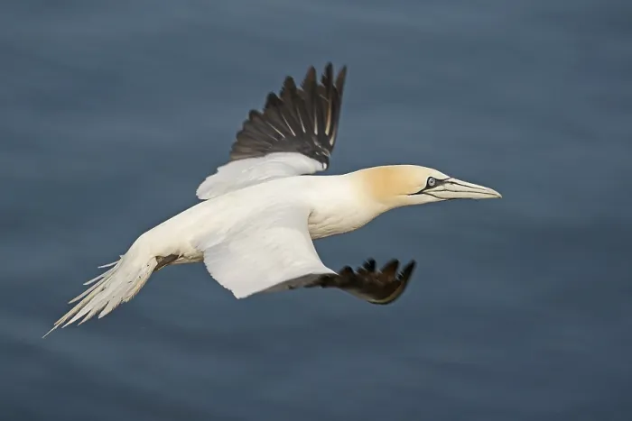 Framed Print : Northern gannet (Sula bassana) flying Framed Print : Northern gannet (Sula bassana) flying