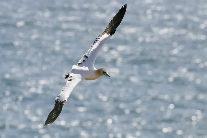 Framed Print : Northern gannet (sula bassana) Gannet