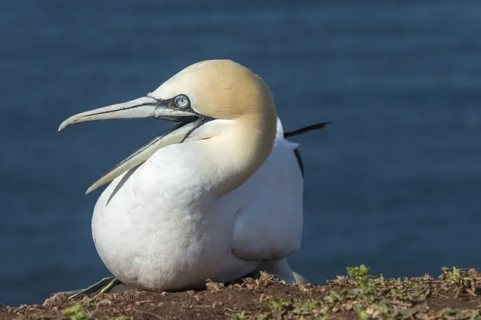 Framed Print : Northern Gannets (Morus bassanus)