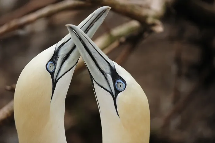 Framed Print : Two Northern gannets (Morus bassanus) Framed Print : Two Northern gannets (Morus bassanus)