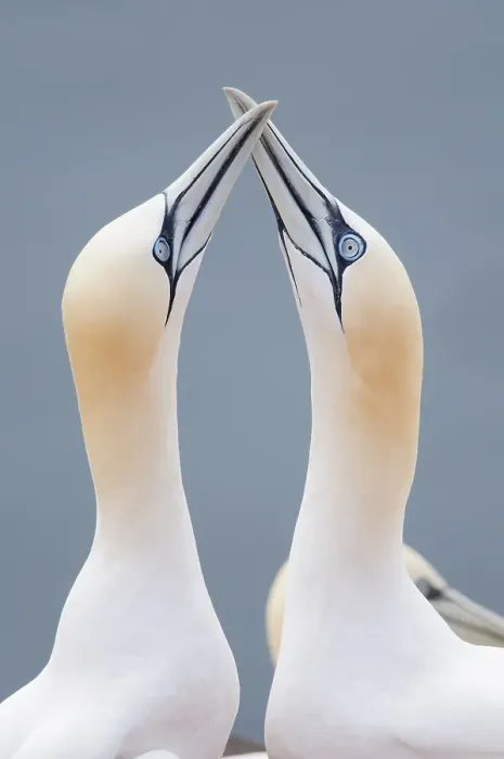 Framed Print : Two Northern Gannets (Morus bassanus) touching beaks to greet each other Framed Print : Two Northern Gannets (Morus bassanus) touching beaks to greet each other