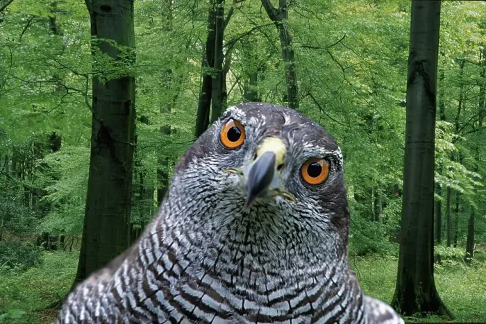 Framed Print : Northern goshawk (Accipiter gentilis) Framed Print : Northern goshawk (Accipiter gentilis)