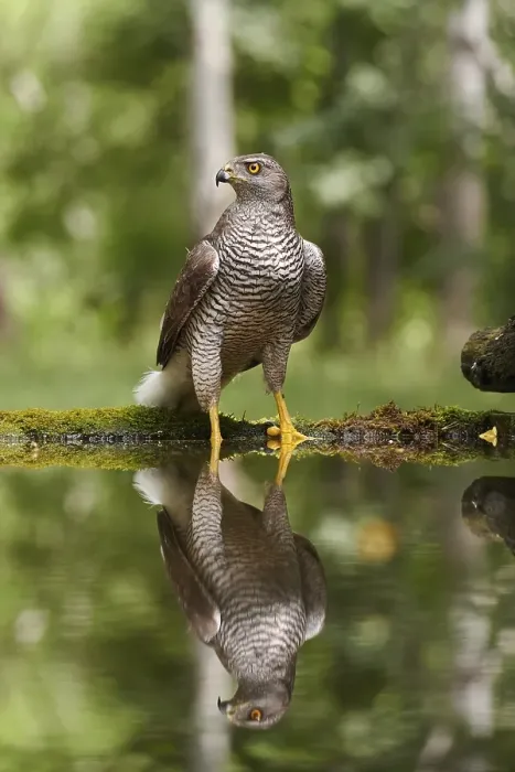 Framed Print : Northern goshawk (Accipiter gentilis)