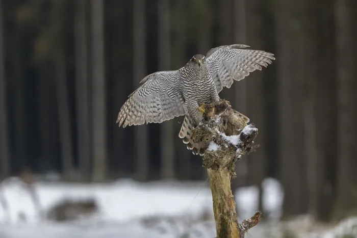 Framed Print : Northern goshawk, Accipiter gentilis Framed Print : Northern goshawk, Accipiter gentilis