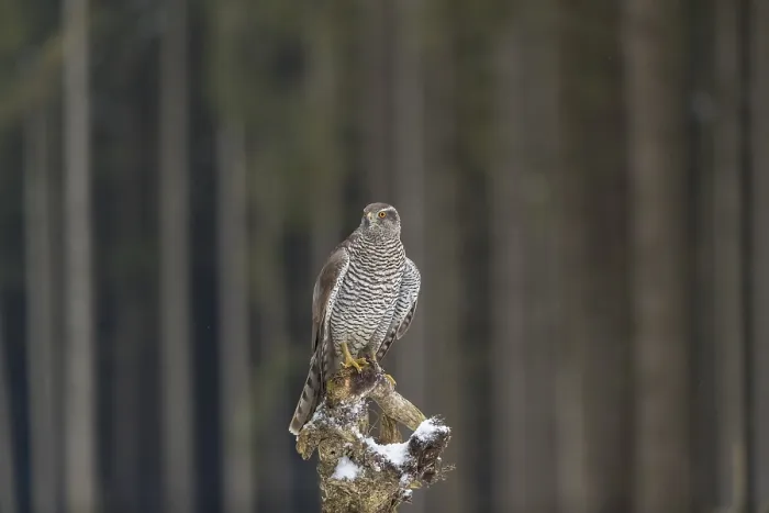 Framed Print : Northern goshawk, Accipiter gentilis