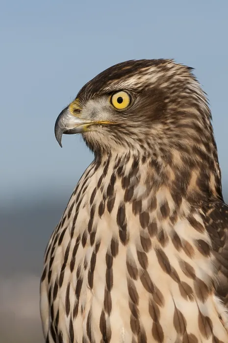 Framed Print : Northern goshawk (Accipiter gentilis)