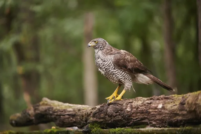 Framed Print : Northern goshawk (Accipiter gentilis)