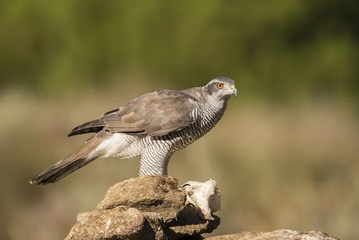 Framed Print : Northern goshawk (Accipiter gentilis)