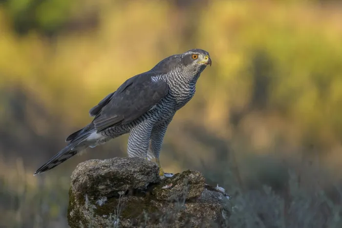 Framed Print : Northern goshawk (Accipiter gentilis)