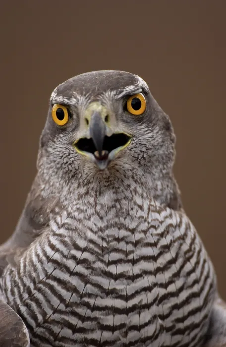 Framed Print : Northern Goshawk (Accipiter gentilis) Close-up of head Framed Print : Northern Goshawk (Accipiter gentilis) Close-up of head