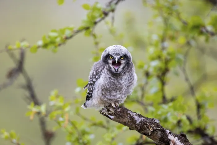 Framed Print : Northern hawk owl (Surnia ulula)