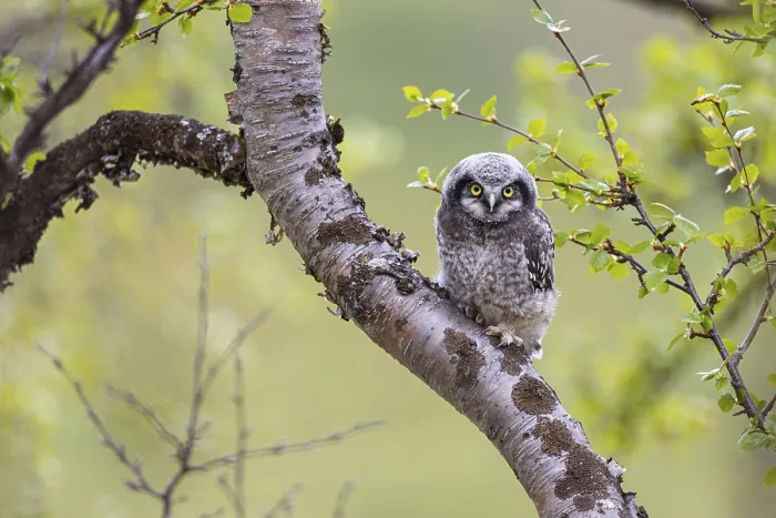Framed Print : Northern hawk owl (Surnia ulula) Framed Print : Northern hawk owl (Surnia ulula)